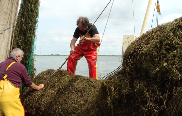 Waterplanten: van ergernis naar gezamenlijke aanpak